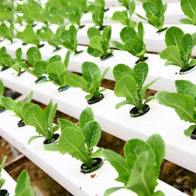 NFT Hydroponic Channel for Growing Vegetables or Fruit in 100x50mm PVC Plastic Pipe